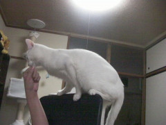 うちで使ってる椅子は背もたれが頭のあたりまであるのに、猫がジャンプして後ろから飛び乗ってくる。【再】