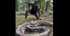 【動画】人間VS巨大ヘビの壮絶な戦い、マジでヤバい