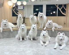【画像】デカイーヌカフェ、行きたい✊😳
