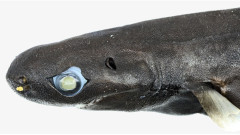 丸い鼻がキュートな深海の新種のサメを発見。世界最小のサメの候補に