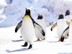 【朗報】南極でペンギンを数える仕事、募集開始ｗｗｗｗｗ