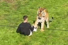【衝撃】23歳の元子役俳優さん、190キロのトラの飼育エリアに自ら侵入して襲われ死亡・・・・・・・・・