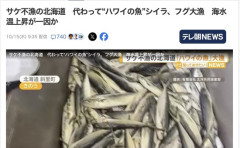 【朗報】北海道、サケが漁れなくなった代わりに「マヒマヒ」が大漁に