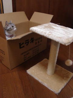 猫たんに貢物をする場合、こうなってもガッカリしない心構えが必要です。【再】