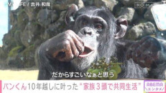 【悲報】天才チンパンジーのパンくんさん、「野生化した」「凶暴化した」と言われ育ての親も困惑・・・・・・・・・