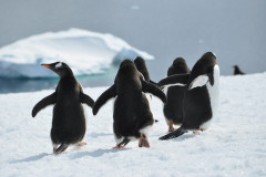 南極でペンギンを数える仕事募集中！お前ら急げ！