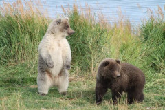 【閲覧注意】熊にパンチされて命に別状がなかった人の頭蓋骨がヤバすぎる⇒