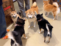 外国人「犬たちと遊びたい！」日本の浅草で豆柴カフェを楽しむ様子