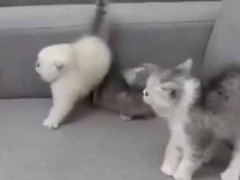 可愛い子たちは警戒していた。こっちに来るなぁ！ → でもこうなる…