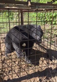 【動画】捕まったツキノワグマさん、必死にもがくwwwww