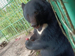 【衝撃】クマさん、想像よりガチで速いｗｗｗｗｗｗｗｗｗｗ