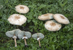 【神戸市】遊歩道に毒キノコ「オオシロカラカサタケ」　男子中学生が食中毒