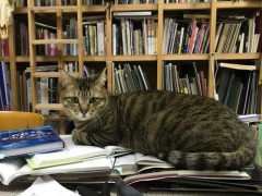 【急募】猫飼いたいんやがデメリット教えてくれｗｗｗｗｗｗｗｗｗｗ