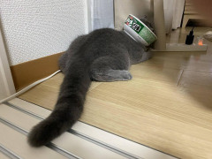 専業主夫の旦那がまたこっそり義実家へ仕送りしてた。これで３度目。「仕送り自体はいいんだよ。続けよう。でもこっそりっていうのはやめて」って言ったのになんでまたやるんだよ。
