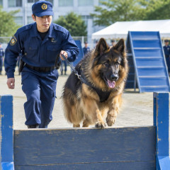 警察犬の初級検定に挑戦 「フサフサ号」、入所１１カ月―第一関門突破なるか・警視庁   |  彡 ⌒ ミ