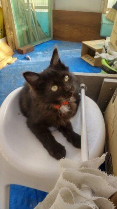 【画像】保護してる黒い仔猫元気になってきた