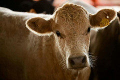 アメリカ農務長官、「牛肉が食べられないなら鶏肉を食べればいいじゃない」と発言して炎上www