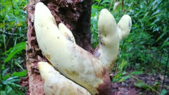 恐竜絶滅直後に起源をもつ新種の巨大キノコが発見される