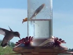 ハチドリ用の餌台にしがみつくカマキリ、寄ってきたハチドリに前脚を伸ばす「自分なら100%助けに行く」【海外の反応】