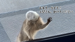 やらかしちっち！ニンゲンに助けを求めてドアにすがりつくアライグマの子