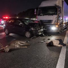 新東名高速でシカとぶつかり停車中の車にトラック追突 車外に出ていた女性が巻き込まれ死亡 新城市   #愛知 |  ていうか鹿跳ねたぐらいならそのまま走行できるでしょ