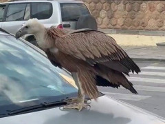 ギリシャの街なかを、ボンネットにハゲワシを乗せて走る車「死の前ぶれが車の上でくつろいでる」【海外の反応】