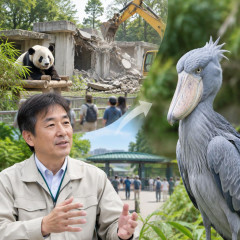 〈パンダ舎は解体へ〉入園者2割減…次の主役はハシビロコウ？ 副園長が語る上野動物園の今「またパンダ飼育にチャレンジしていければ」   |  三十路過ぎの独身男を全裸にして檻の…