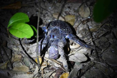 ヤシガニ料理で旅行者が食中毒に　27年ぶり「まれな例」　宮古島市内のレストラン