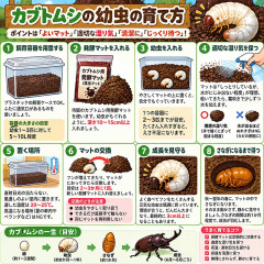 カブトムシの幼虫の育て方教えて