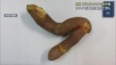 【静岡】自宅に生えていた有毒植物を「ヤマイモ」と間違えお好み焼きに入れて食べた夫婦が食中毒に