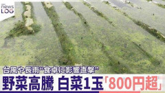 【悲報】白菜一玉800円