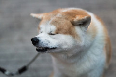 【動画】柴犬さん、迷惑駐車に容赦なくブチギレｗｗｗｗｗ