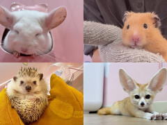 外国人「動物たちが可愛すぎる！」Japan Animal Travelsが原宿の動物カフェを歩いて案内してる