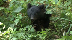 【埼玉・秩父市】クマ出没！50代男性が遭遇しもみあいに　全身にケガも命に別条なし