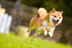 【画像】保護団体「犬のプロフィール？適当でええか…」