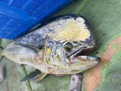 【北海道】サケが不漁、代わってハワイの魚「シイラ、フグ」が大漁…海水温上昇が一因か