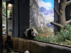 【悲報】上野動物園の旧パンダ舎、ついに解体へ・・・・・・