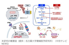 【朗報】難病ALSに光、名古屋大学が原因タンパク質の新除去経路を発見→「治るんか」の声www