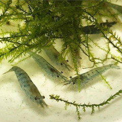 【悲報】ミナミヌマエビ飼育始めたけど死にまくりワロタ