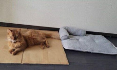 【朗報】猫飼ってるやつしか分からないことｗｗｗｗｗｗｗｗｗｗ