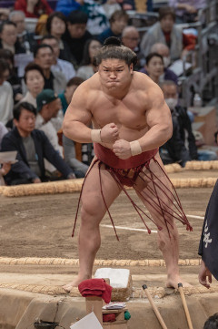 【画像】力士、ムキムキだった