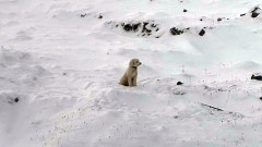 アラスカの雪山で50時間。行方不明となった愛犬をAirTagで探り当て奇跡の再会