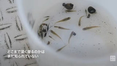 高校生「メダカはどこまで深く潜れるんだ？」→ガチで実験してみた結果ｗｗｗｗｗｗ