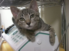 猫「電話？  させねーよ。 」【再】