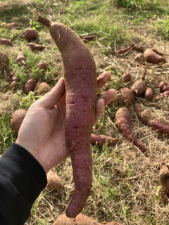 ワイの収穫したサツマイモ見て