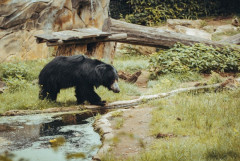 【栃木】クマに背後から襲われ男性作業員１人けが　右の太ももを噛まれ右の肩をひっかかれ搬送　日光市横川の林道
