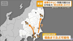 【悲報】キョン、北へ進撃　東北到達の恐れも