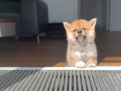 外国人「シバ犬は本当にかわいい」Haribo the Shibaが愛らしい成長を見せてる
