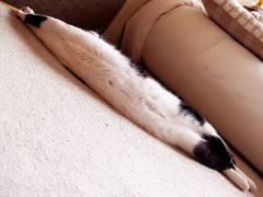 猫は伸びるもの【再】