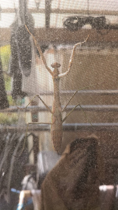 【画像】窓開けたらカマキリいてビックリした
